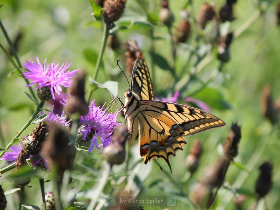 Papilio machaon
